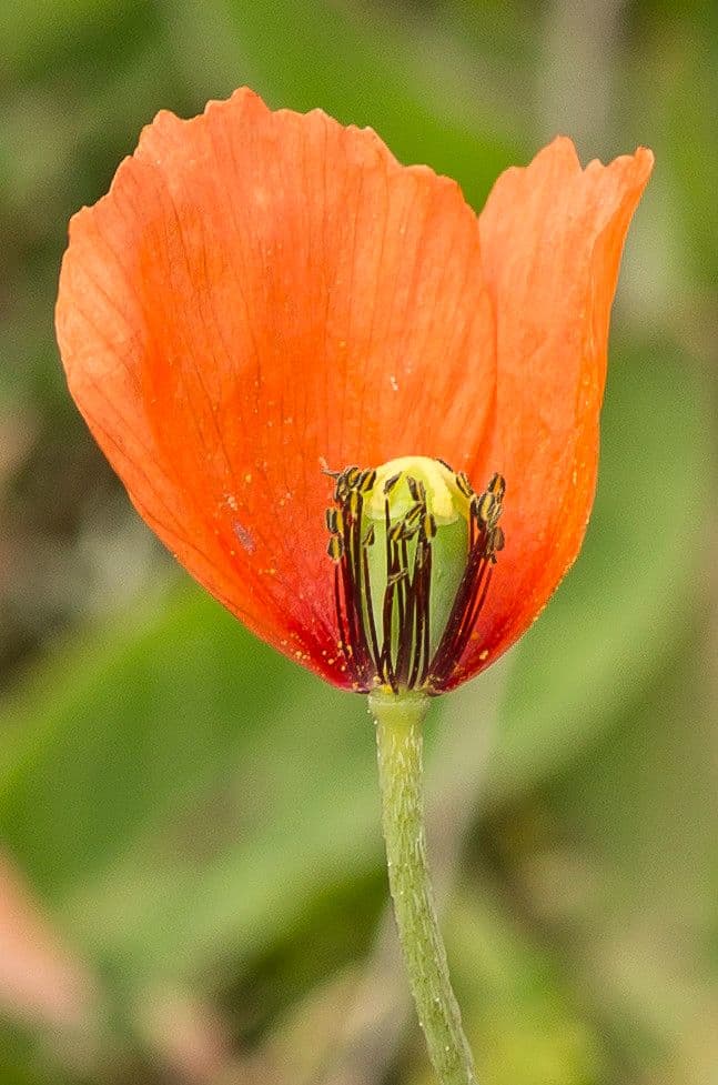 Saat-Mohn 28