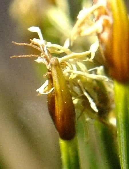 Giunco compressa 8