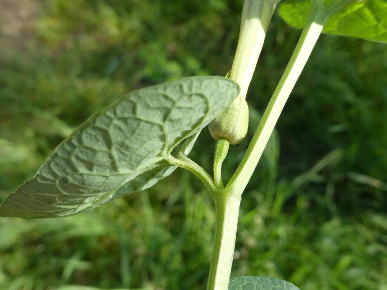 Rostlina 23