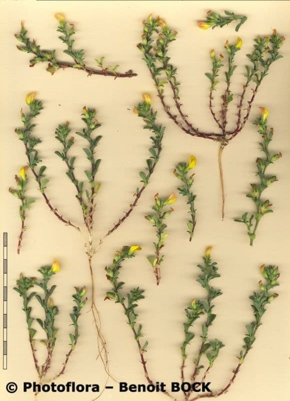 Onide variegata 24