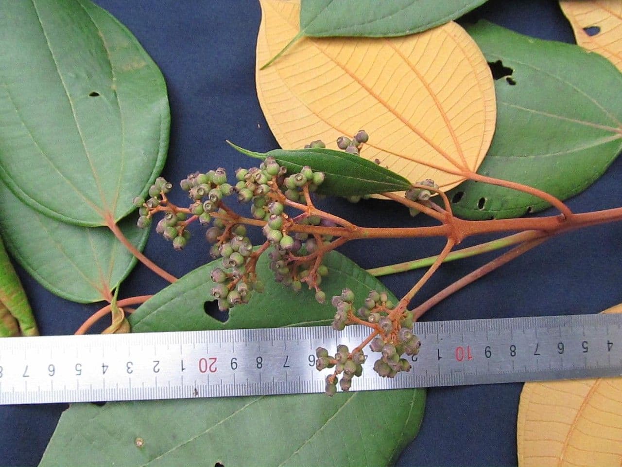Miconia 5