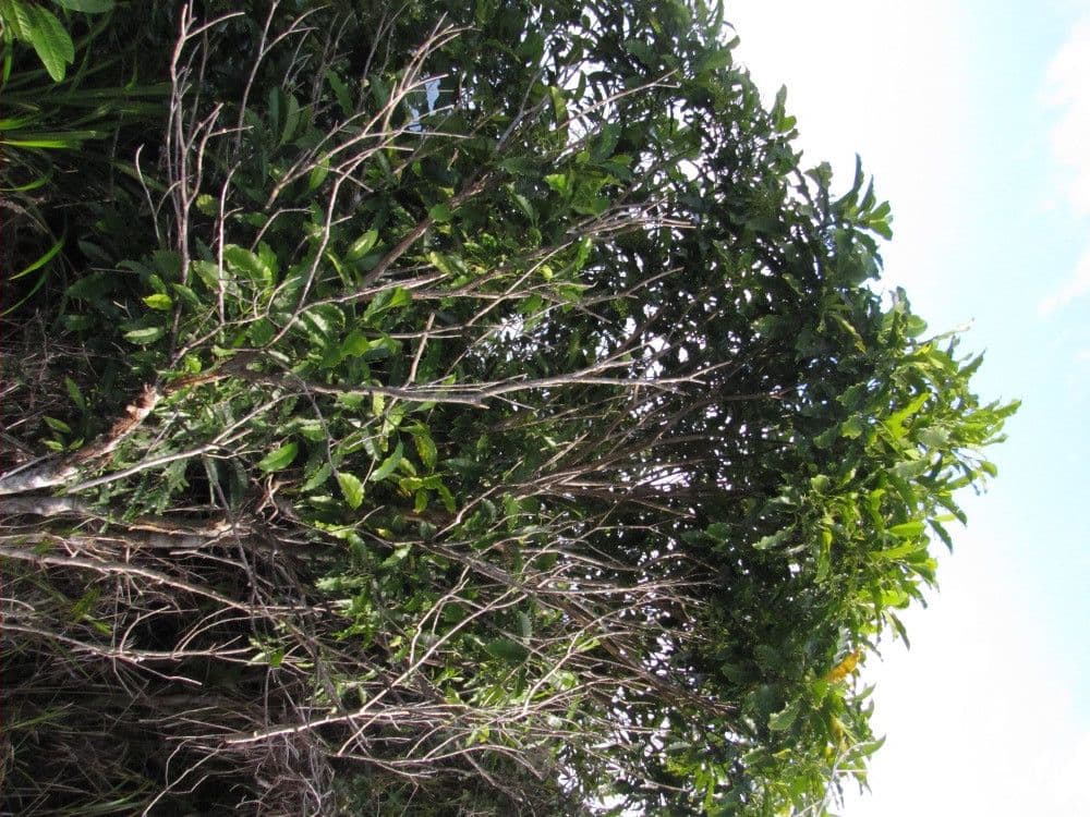 Alstonia a testa rotonda
