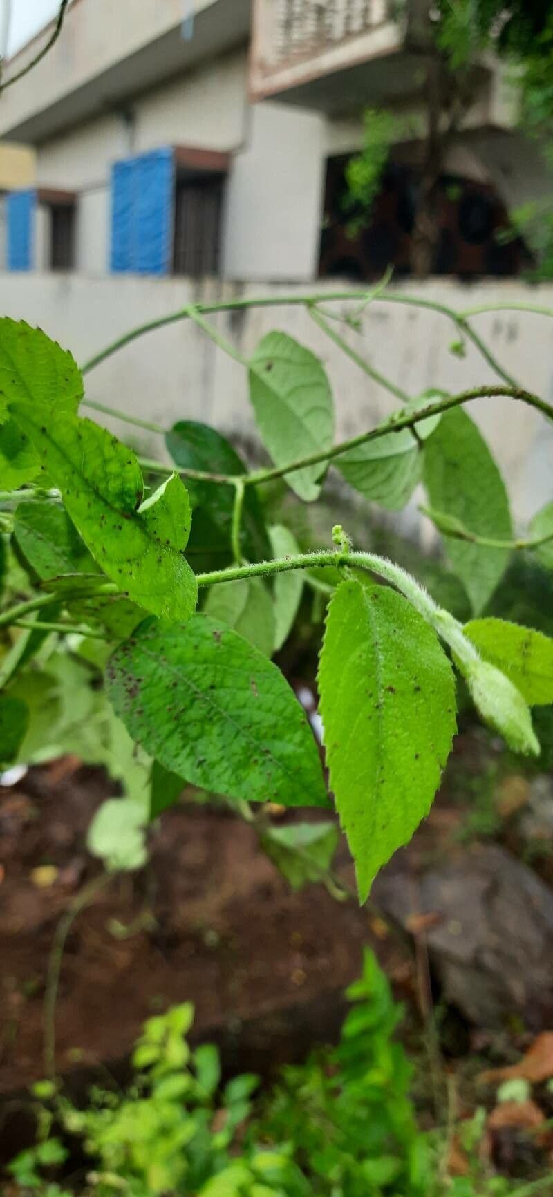 Caperonia palustre 5