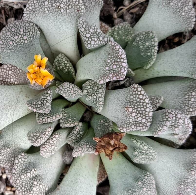 Titanopsis 6