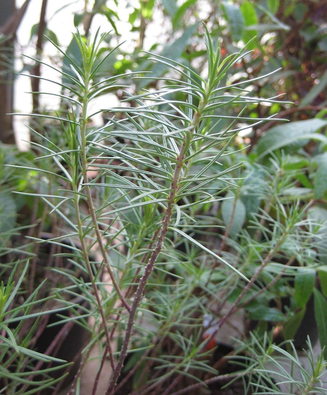 Asclepias linaria 20