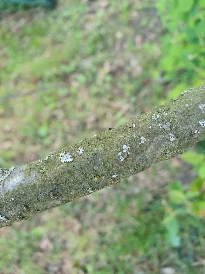 Cotoneaster 25