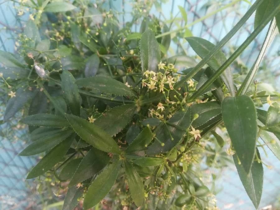 Wild madder 30