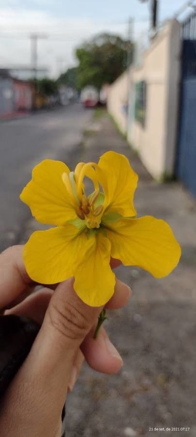 Vieldrüsige Senna 5