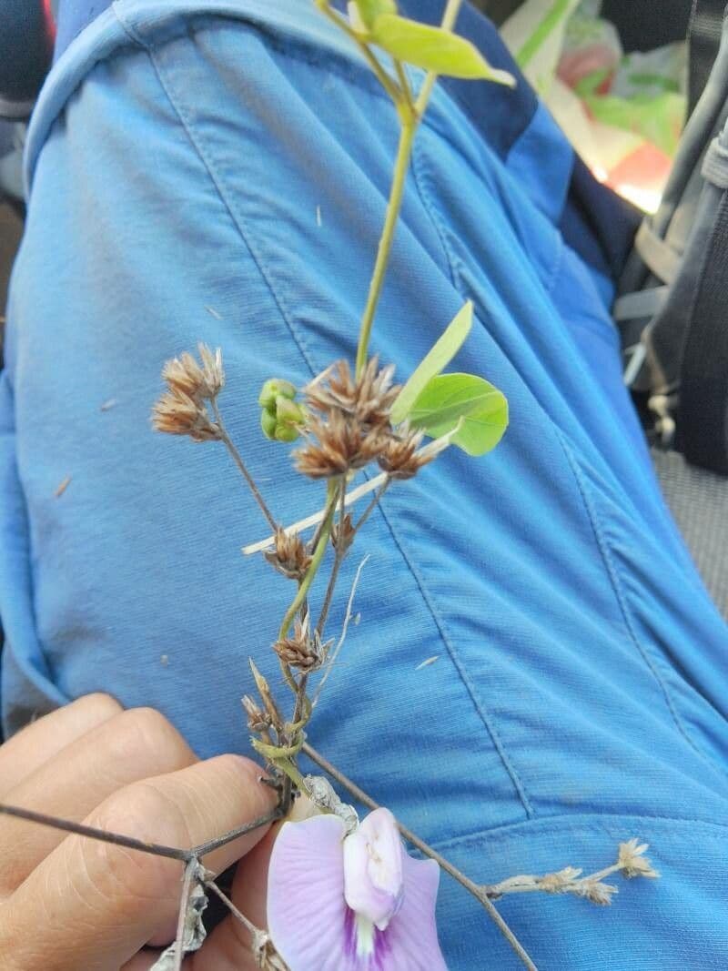 Centrosema pubescente 3