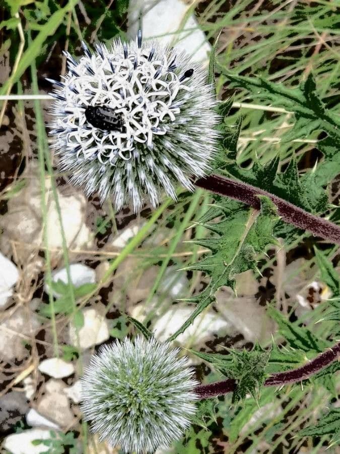 Great globe thistle 10