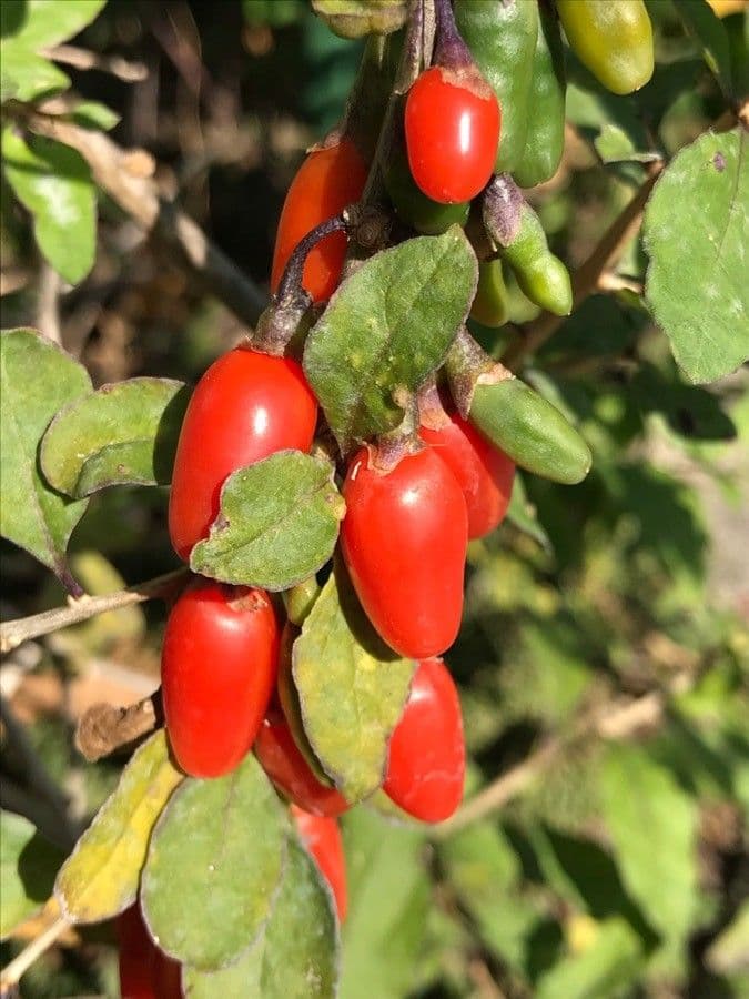 Goji 2