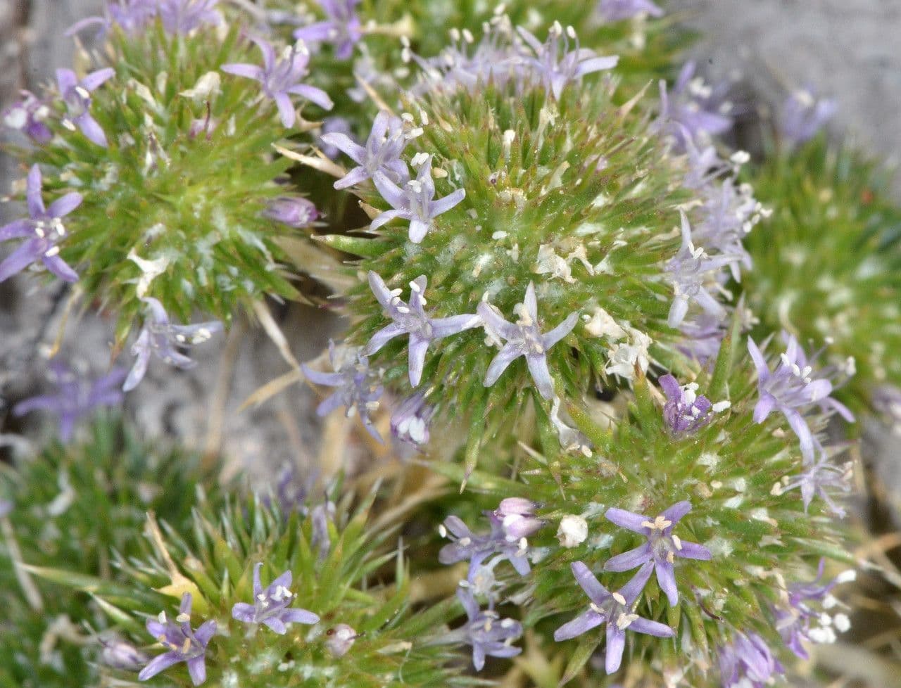 Navarretia 5