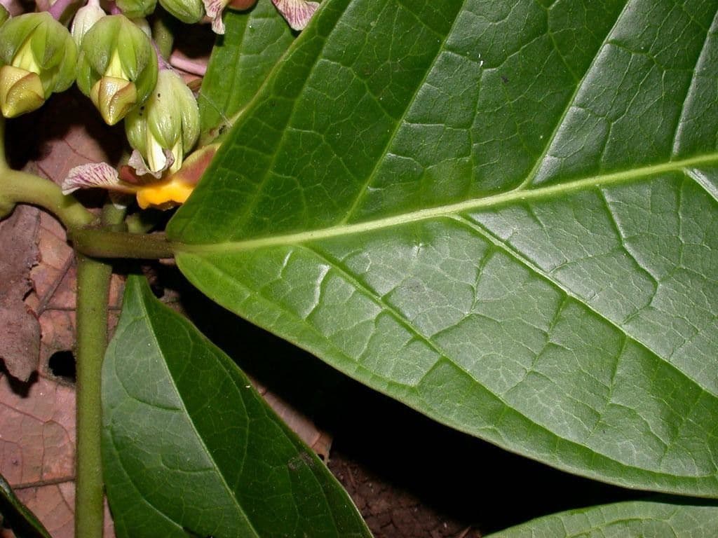 Prestonia portobellensis 14