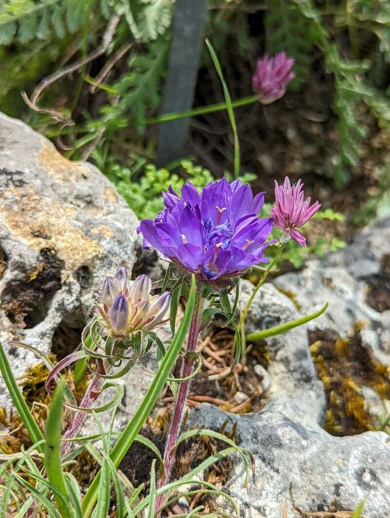 Grasblättrige Glockenblume 3