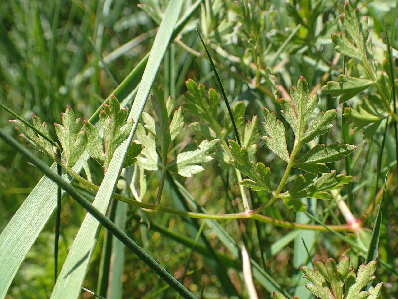 Berg-Haarstrang 12