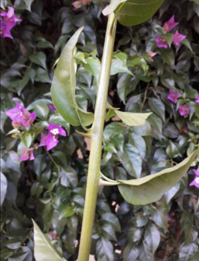 Bugenvilea 25