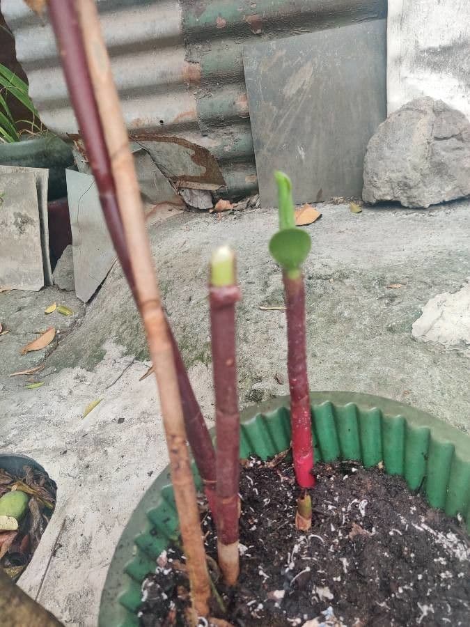 Costus spiralé 22