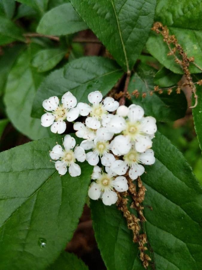 Photinia villosa 6