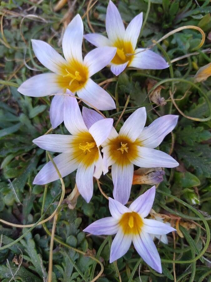 Romulea 5