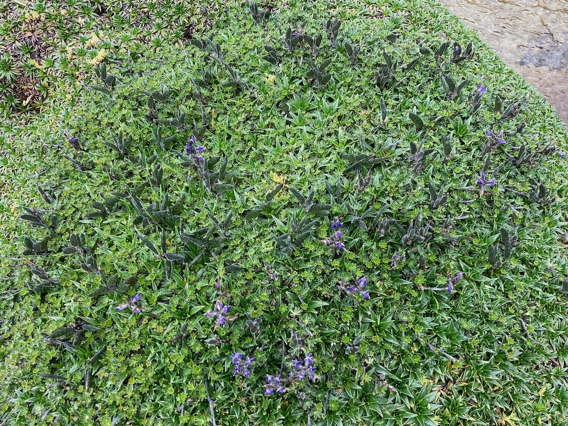 Kleinblättrige Lupine 8