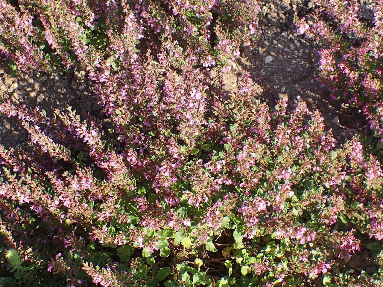 Teucrium 9