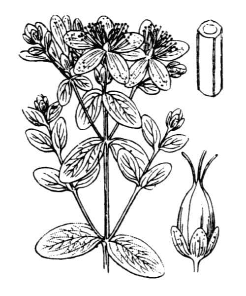Millepertuis maculé 26