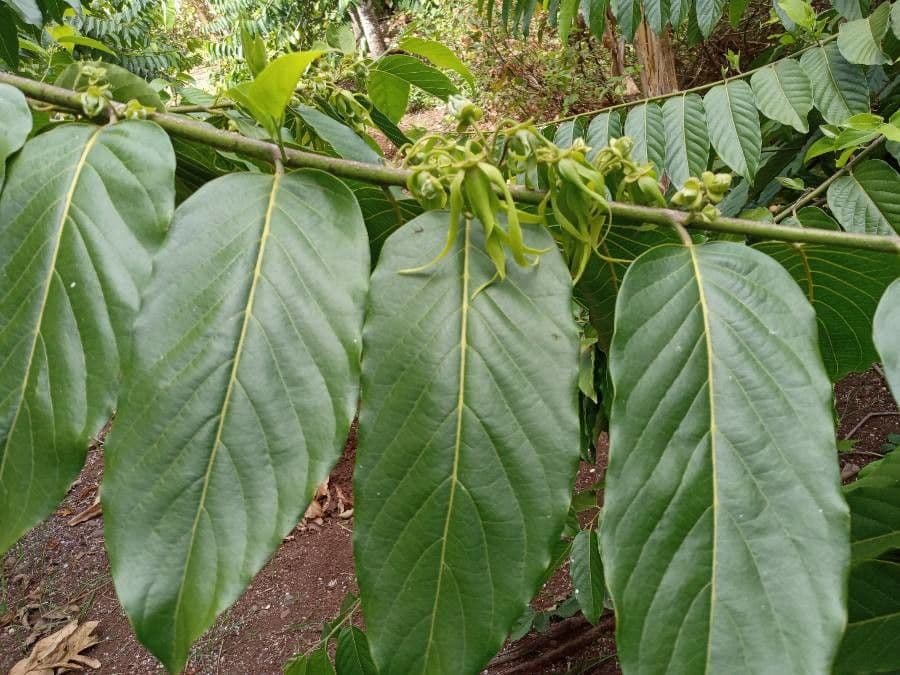 Ylang-ylang 20