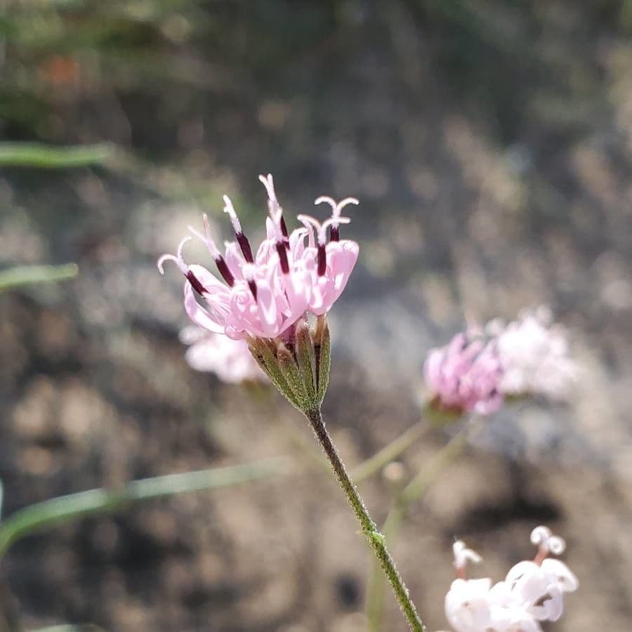 Palafoxia rosata