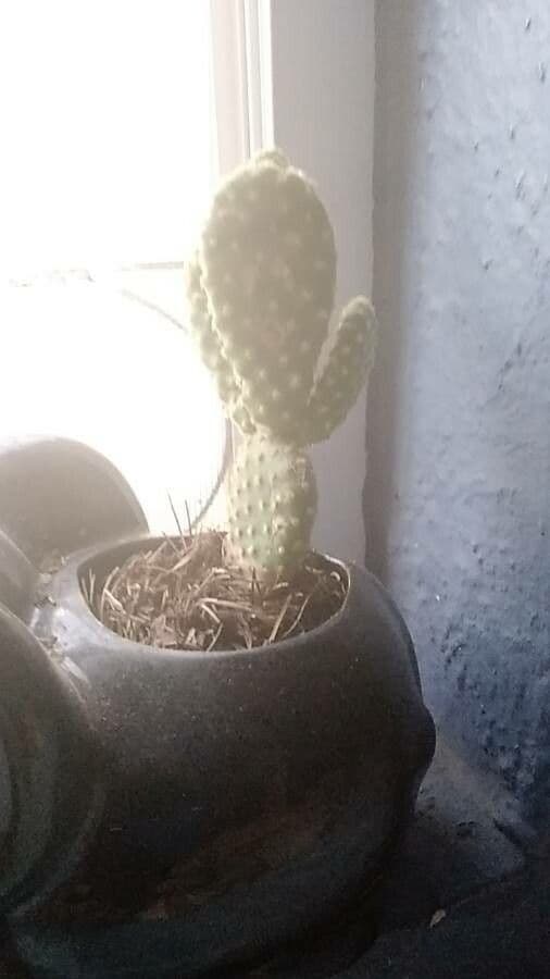 Nopal 4