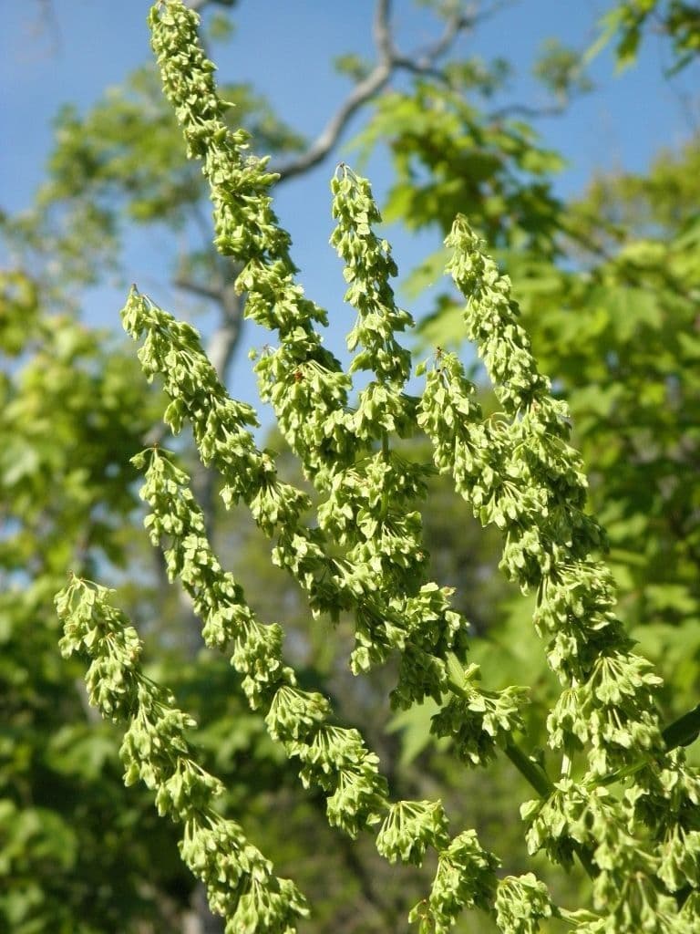 Rumice verticillata 3