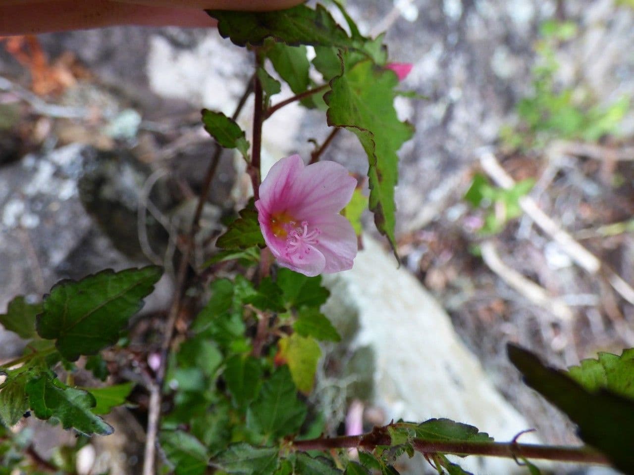 Pavonia columella 2