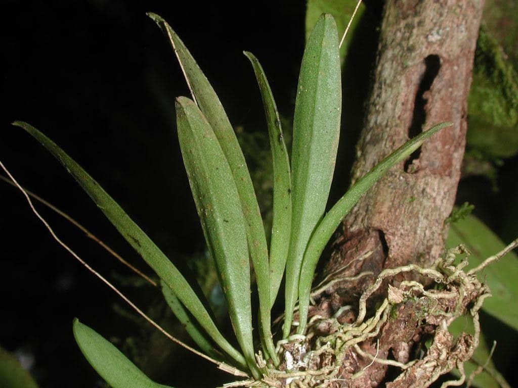 Specklinia 10