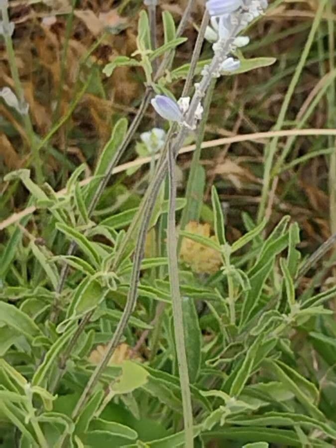 Salvia reflessa 14