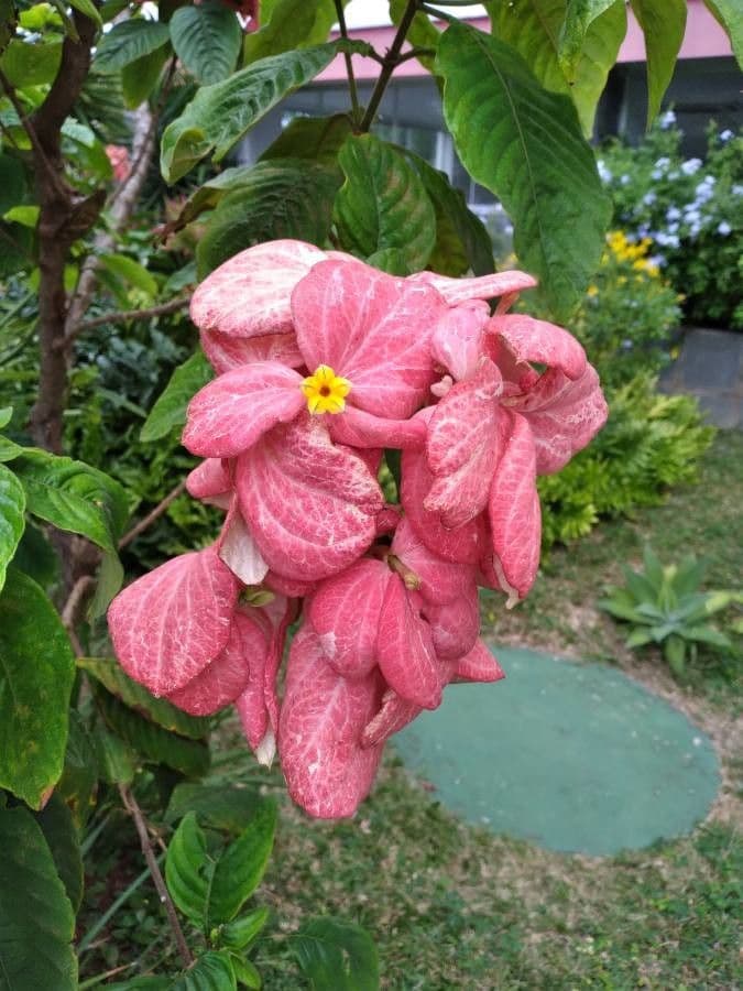 Mussaenda philippica 4