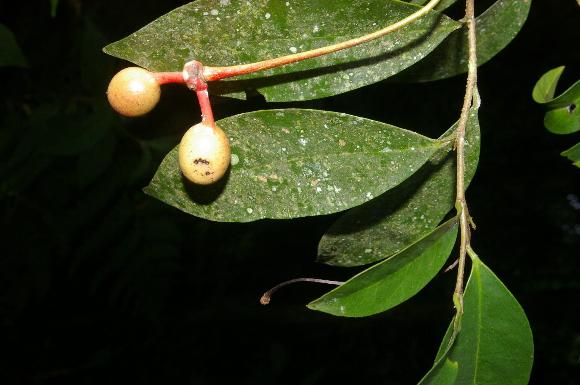 Desmopsis