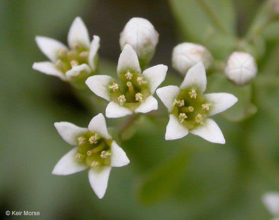 Comandra umbellata 3