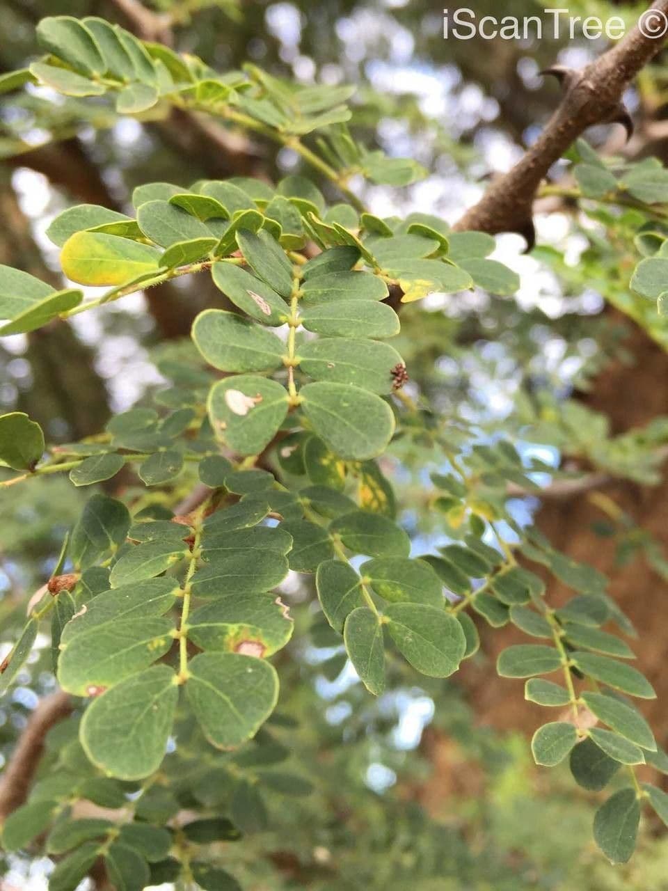 Albizia 16