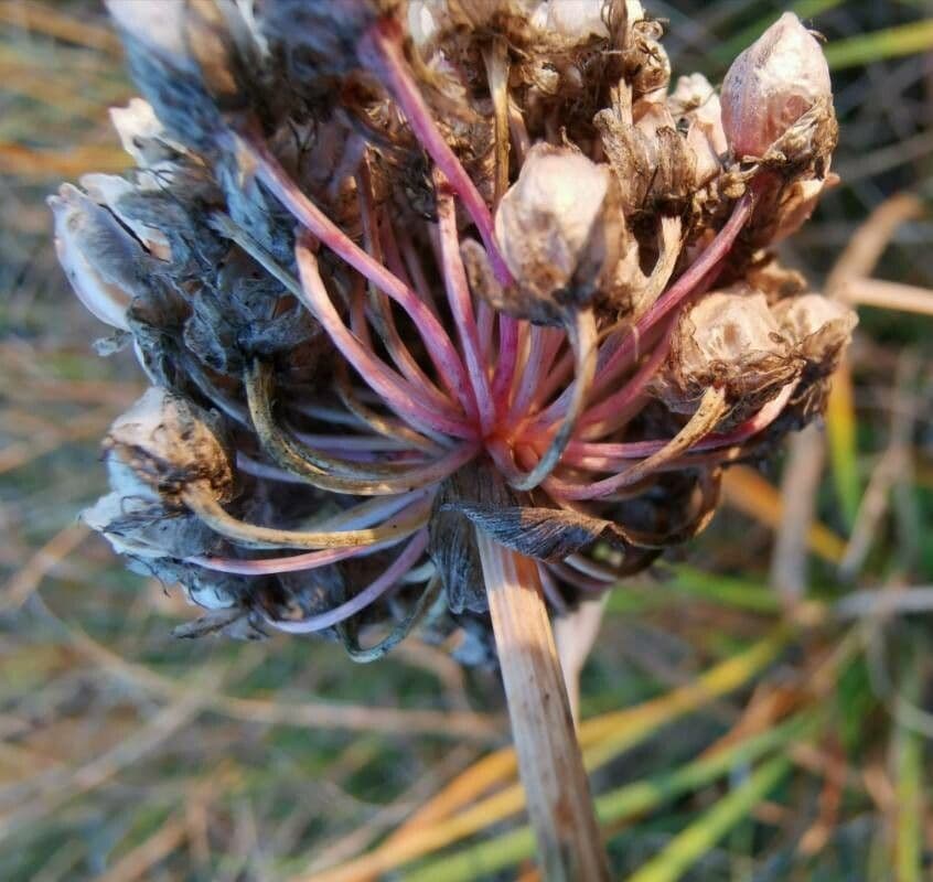 Allium suaveolens 4