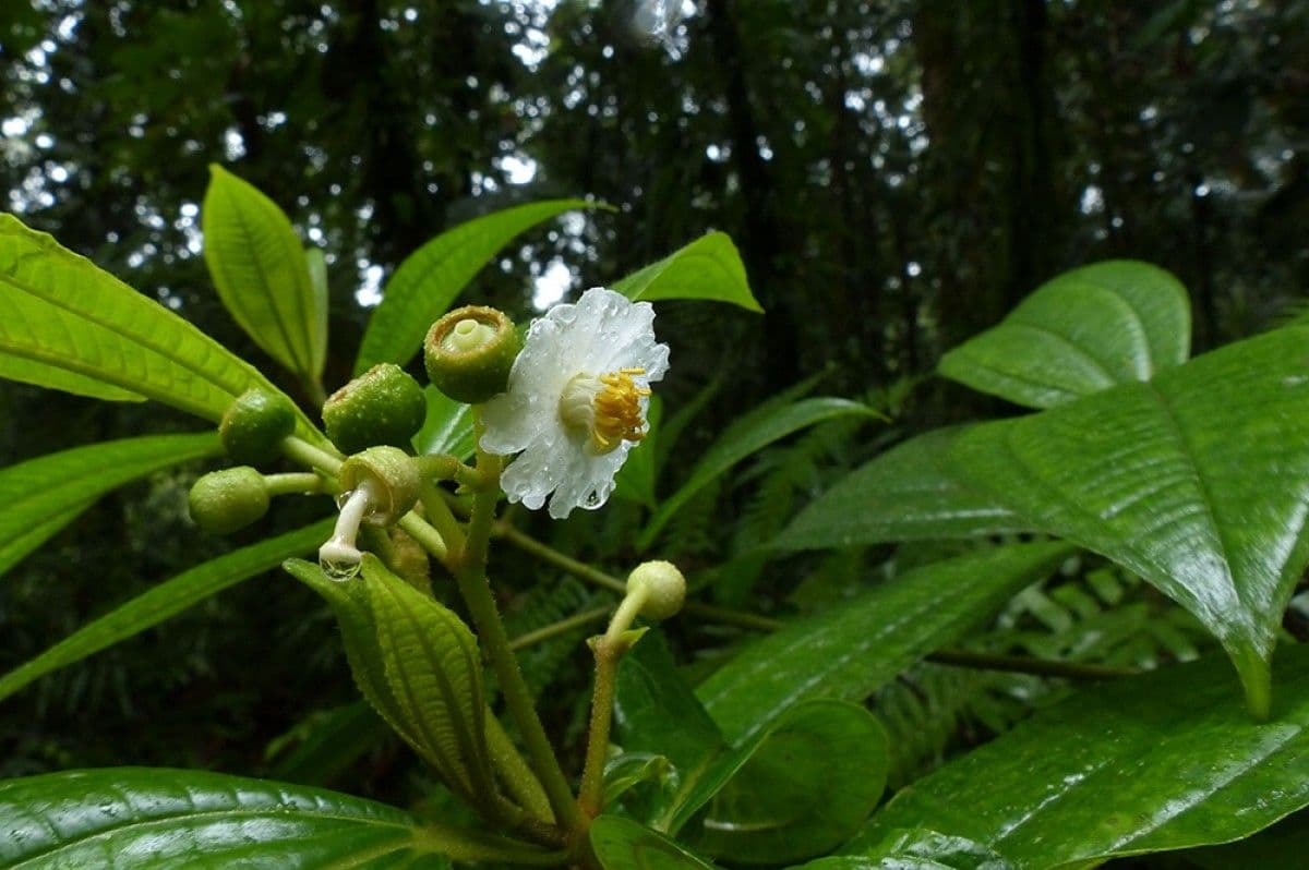 Miconia 3