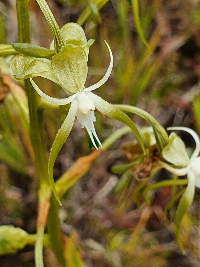 Habenaria 2