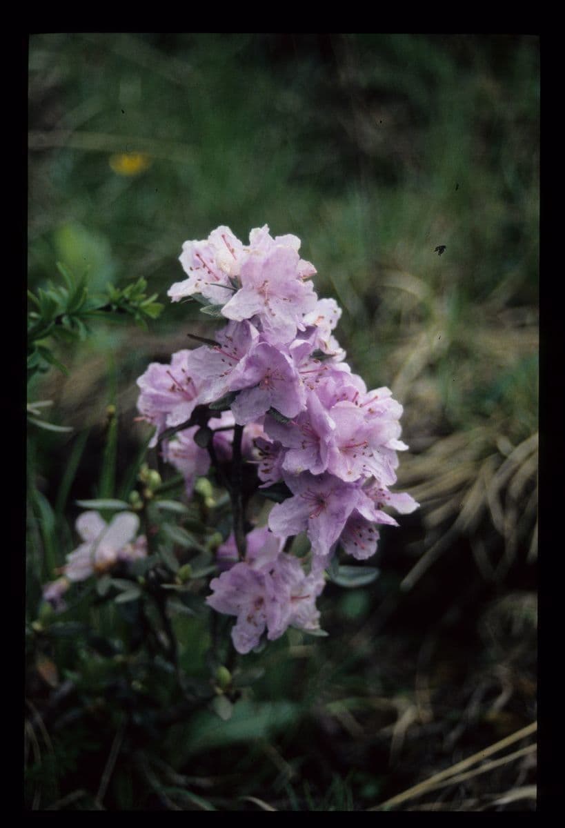 Rododendro