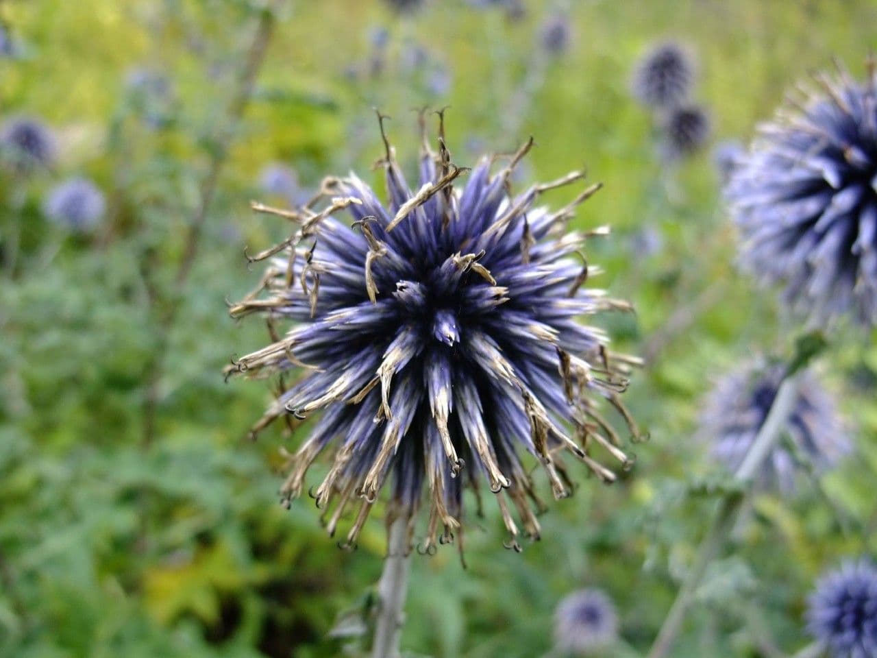Cardo dei Balcani 4