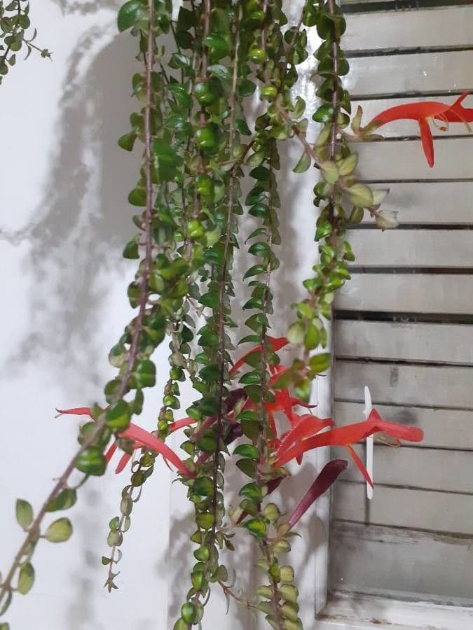 Columnea 5