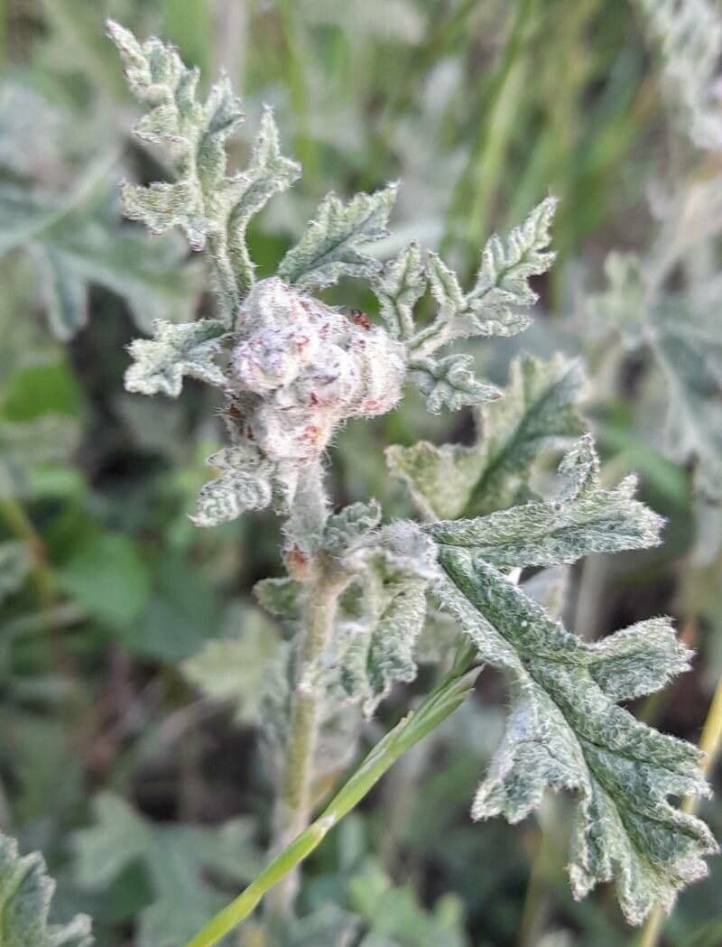 Sphaeralcea australe 9