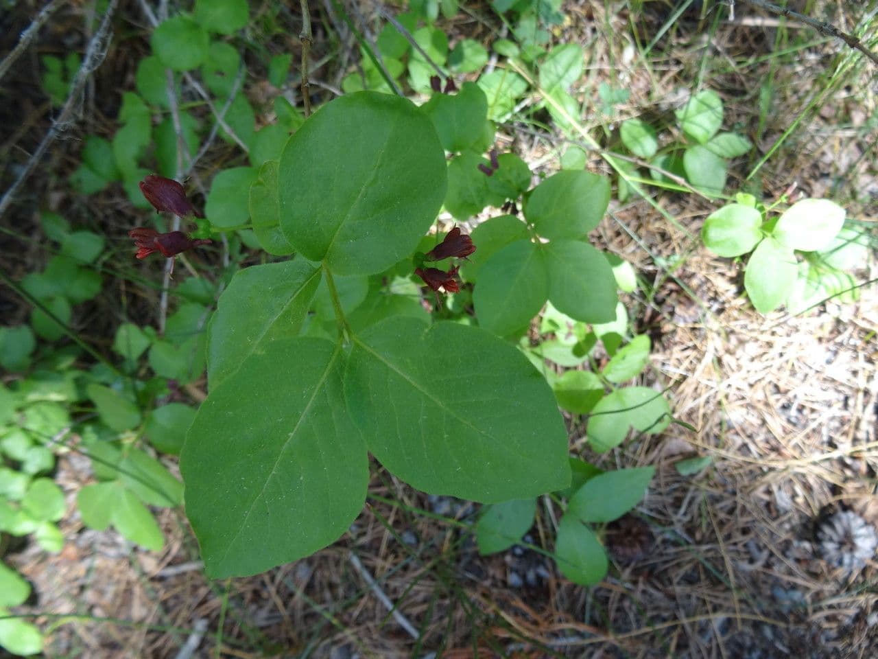 Caprifoglio 16