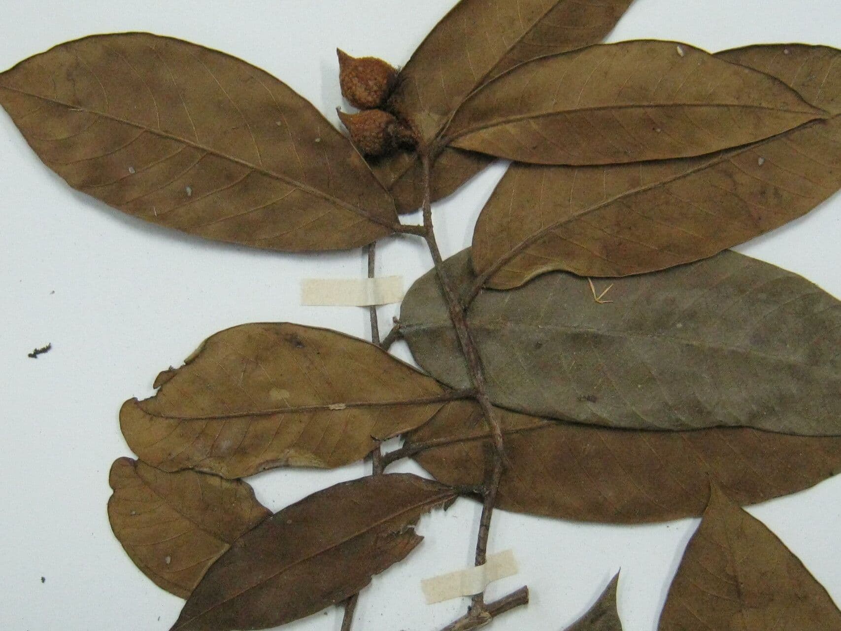 Traubige Caraipa 3