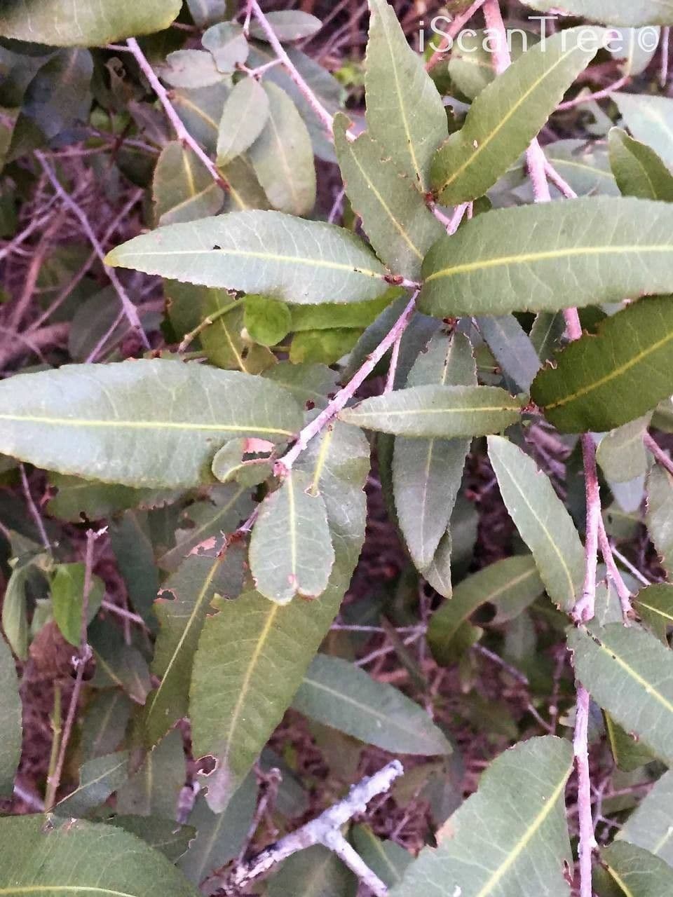 Ochna 11