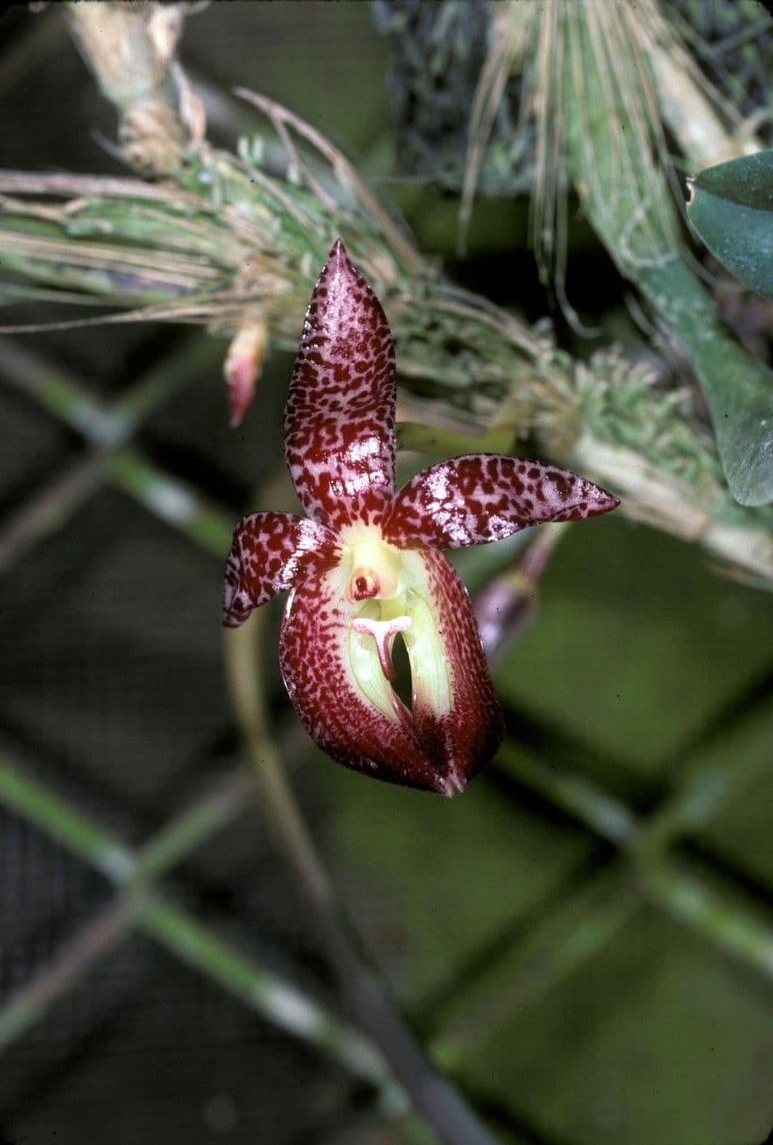 Bulbophyllum