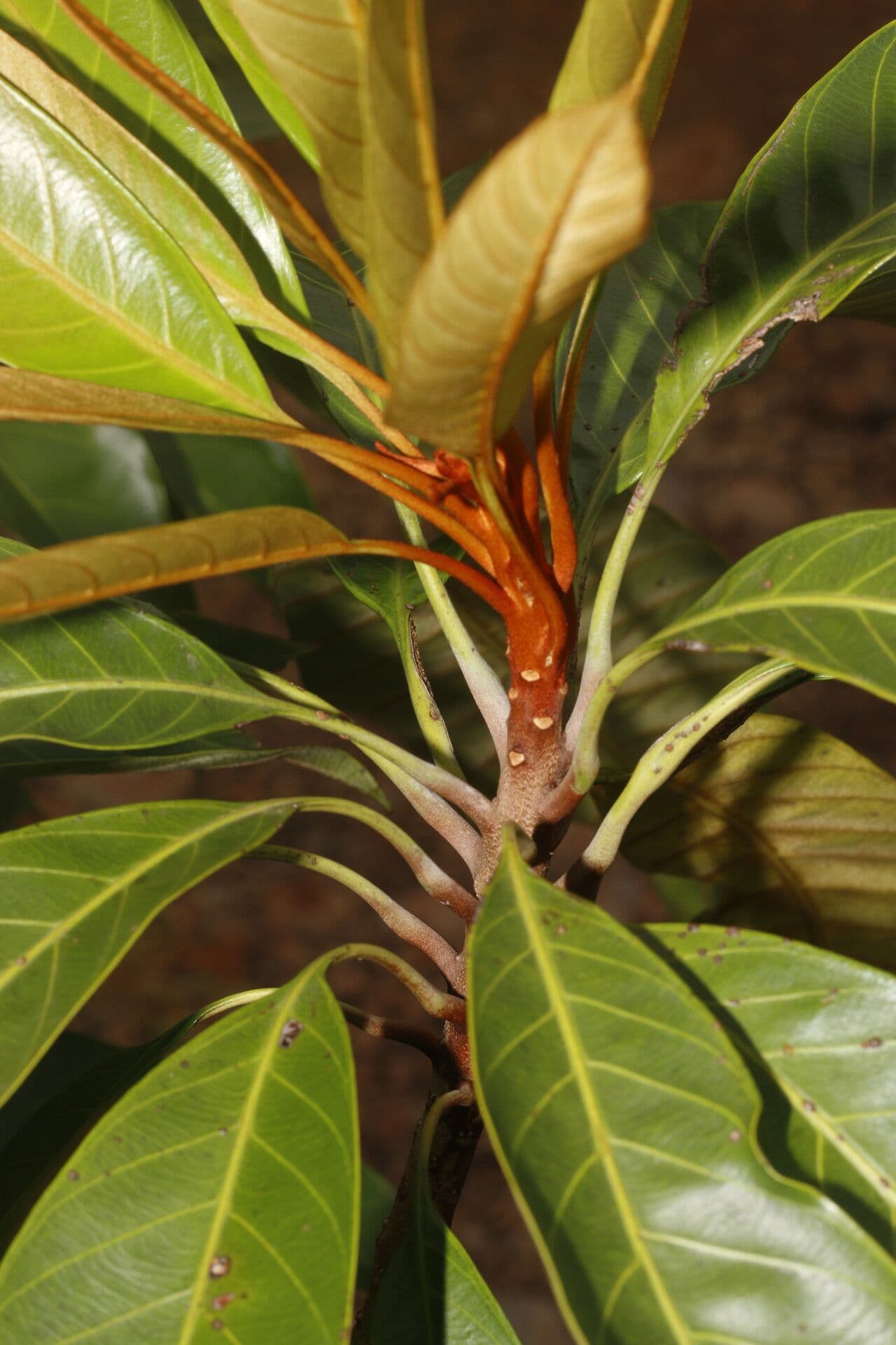 Chrysophyllum 14