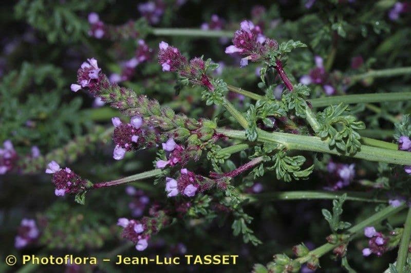 Verbena prostrata